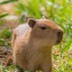 capybara_r