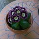 auricula