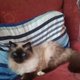 Jaxy
