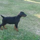 Bobtail Dobermann