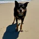 Rosie Dog review