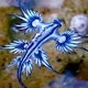 rarebluefish