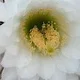 Rosa C.