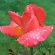 Diane R.