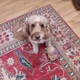 Elsie