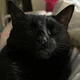 Cat H