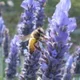 Honeybee