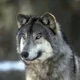 Leitwolf S.