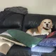 Mal