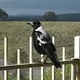 birdschirp333