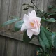 Julie Clancy60