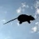 TheFlyingRat