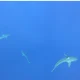 JAWS