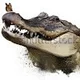 swampwater63