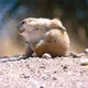brucethegoose