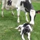 Moo C.