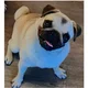 Bizzy-Lizzy