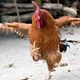Kung Fu Chicken