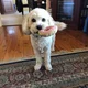 cavoodlelady