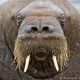 Accidental Walrus
