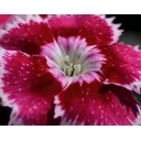 Mario Lopez profile picture