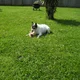 Glenda