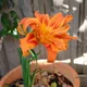 rosna
