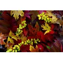 Joel profile picture