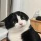 Jie
