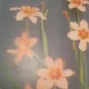Flowergarden
