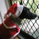 Joelle S. profile picture