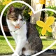 Affie
