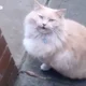 sam