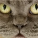 eve
