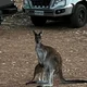 Maurie. Perth WA