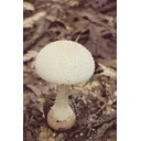 PAUL profile picture