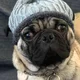 Luu