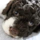 Alandria Lagotto