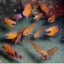 Jane Dooley profile picture