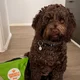 Murphy
