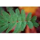 Jacinta profile picture