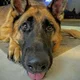 bruce