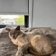 Susan