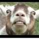 Shannan V.