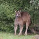 Redgum32