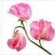 SweetPea