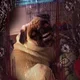 Tarotlova
