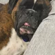 Bel