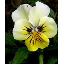 Peter profile picture