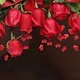 Rose H.